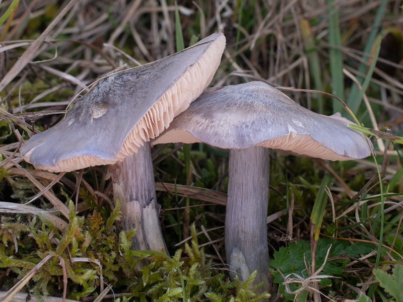 Entoloma bloxamii